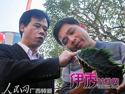 广西首届龟王鳖王大赛拉开帷幕 162个品种参评