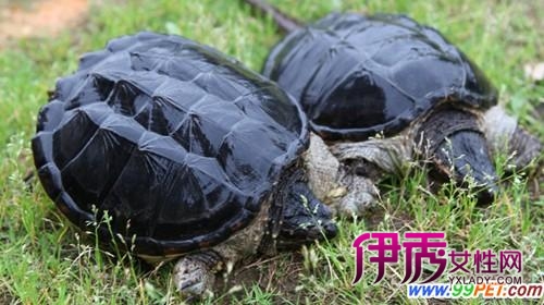 上网买乌龟被骗四千多元 警方已经介入调查(图