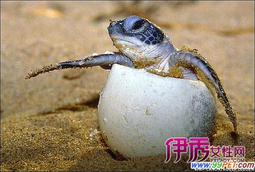 丽龟的驯养繁殖状况(图)_宠物水族_宠物-伊秀