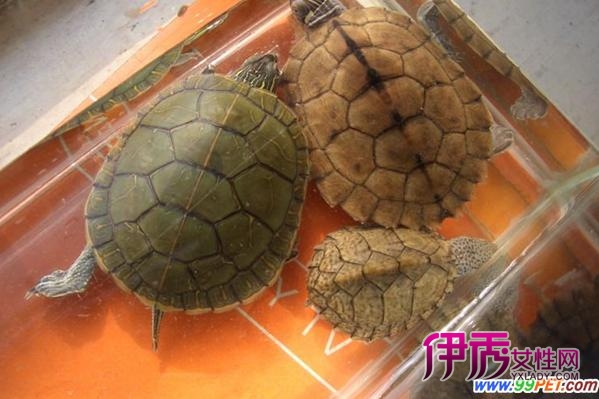 锦龟的四个亚种的分类(图)_宠物水族_宠物-伊