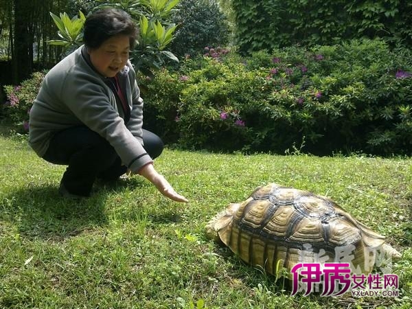 市民将珍贵苏卡达龟赠送给上海动物园(图)_宠