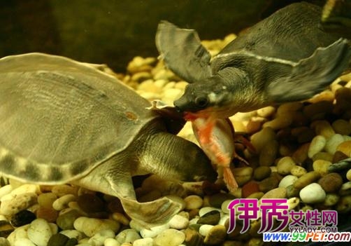 三爪鳖的分布及其特点(图)_宠物水族_宠物-伊