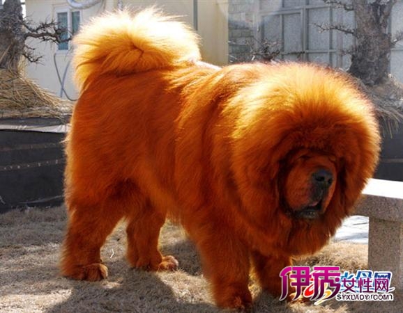 烟台獒王巴顿吸引德国人 开价400万未能得手(