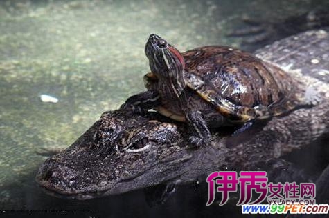 乌龟在鳄鱼嘴里玩耍(多图)_宠物水族_宠物-伊