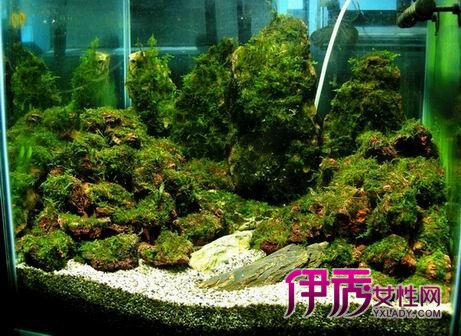 草缸底床的分类(图)_宠物水族_宠物-伊秀生活