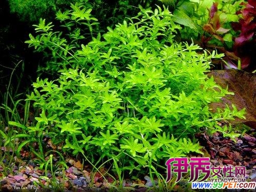 饲养日本珍珠草的技术要求(图)_宠物水族_宠物-伊秀生活网|yxlady.com