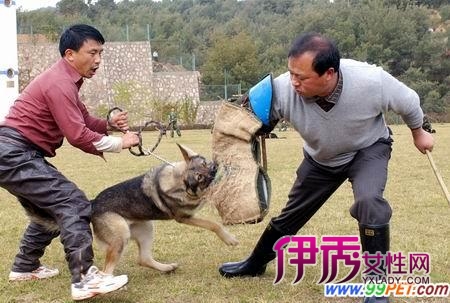 护卫犬的训练方法(图)_宠物水族_宠物-伊秀生