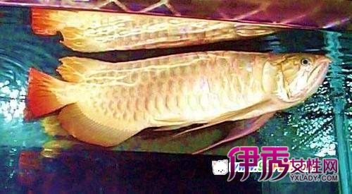 亚洲龙鱼的分类及品种介绍(图)_宠物水族_宠物