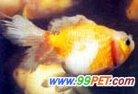 金鱼常见之疾病(四)(多图)