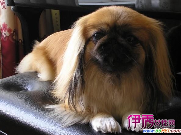 关于北京犬繁殖的问题(图)_宠物水族_宠物-伊