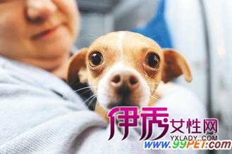 加州大量吉娃娃被遗弃 加拿大爱心人士包机运