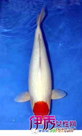 京城锦鲤收藏热 99万买条鱼(图)_宠物水族_宠