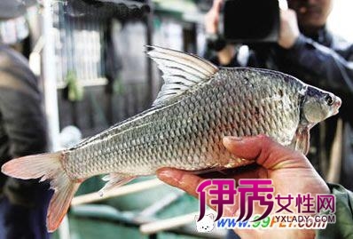 三不像鱼现身西湖(图)_宠物水族_宠物-伊秀生