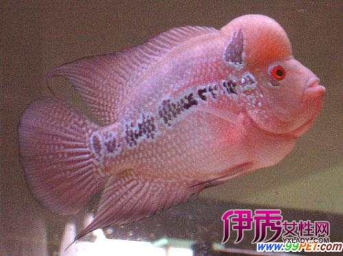 罗汉鱼养殖的几个误区(图)_宠物水族_宠物-伊