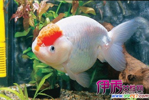 世界最好金鱼产中国福州 大奖赛获6项冠军(图