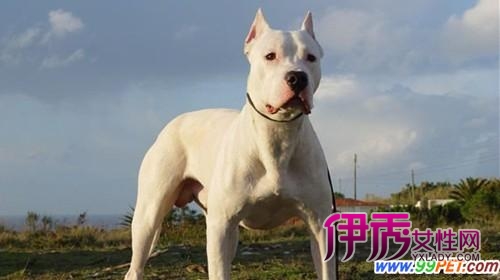 多数市民赞成禁养大型犬(图)