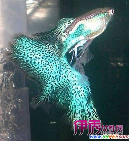 能和其他热带鱼混养