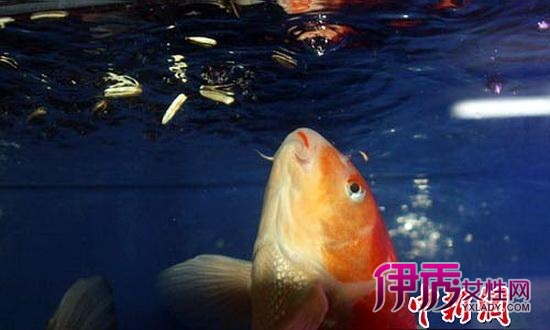 真奇怪 鱼缸里养日本锦鲤能够嗑瓜子(图)_宠物
