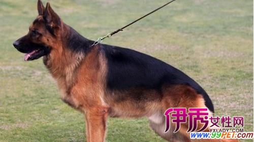 凶猛卫士也是温柔保姆 护卫犬待遇不菲(图)_宠