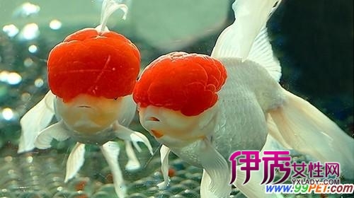 北京实行补贴政策 促进观赏鱼业发展(图)_宠物