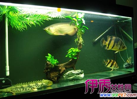 喂食泰国虎要注意的事项(图)_宠物水族_宠物-