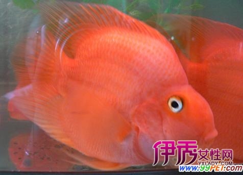 饲养鹦鹉鱼的技术要求(图)_宠物水族_宠物-伊