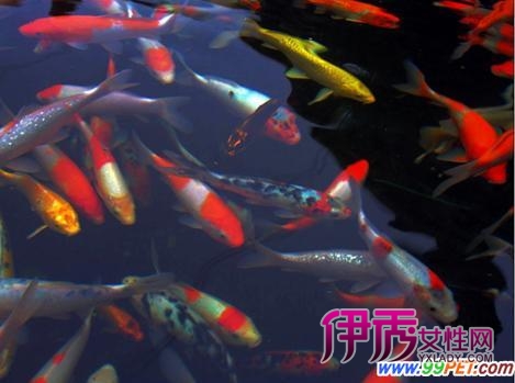 鱼池放养锦鲤的密度列表(图)_宠物水族_宠物-