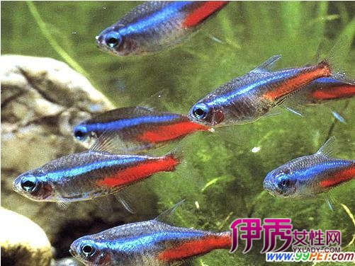 关于养各种热带鱼(多图)_宠物水族_宠物-伊秀