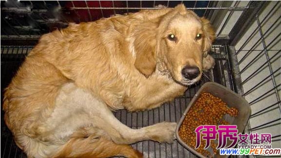 回家金毛犬奥特曼盼受伤(图)_海军水族_宠物女装服宠物性感图片