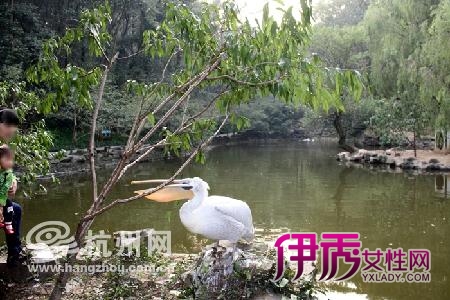 杭州动物园极品男欺负鹈鹕 引起网友一片谴责