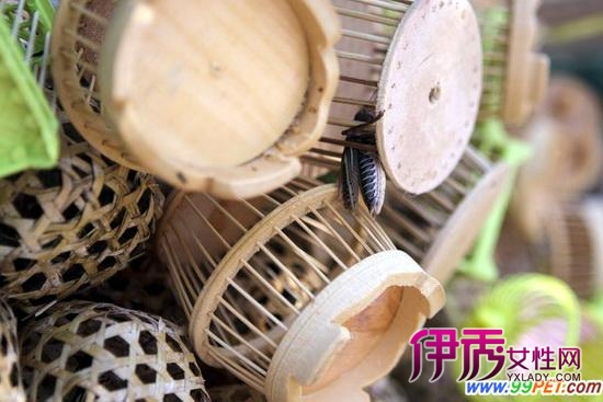 今年苏州蝈蝈行情不太好 河北来苏赚钱难(多图