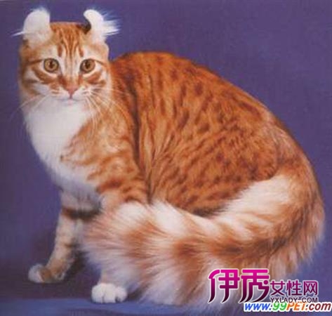 美国CFA对美国卷耳猫的评分标准(图)_宠物水