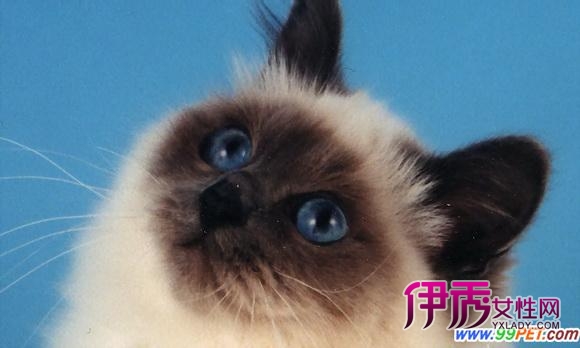 猫咪故事 伯曼猫的历史和起源(图)_宠物水族_宠