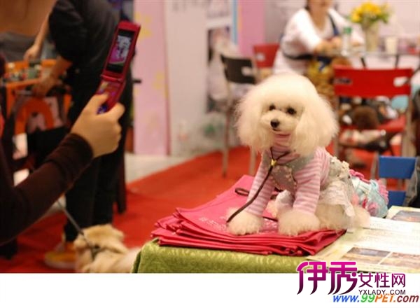 赛级犬的护理消费估算(图)_宠物水族_宠物-伊