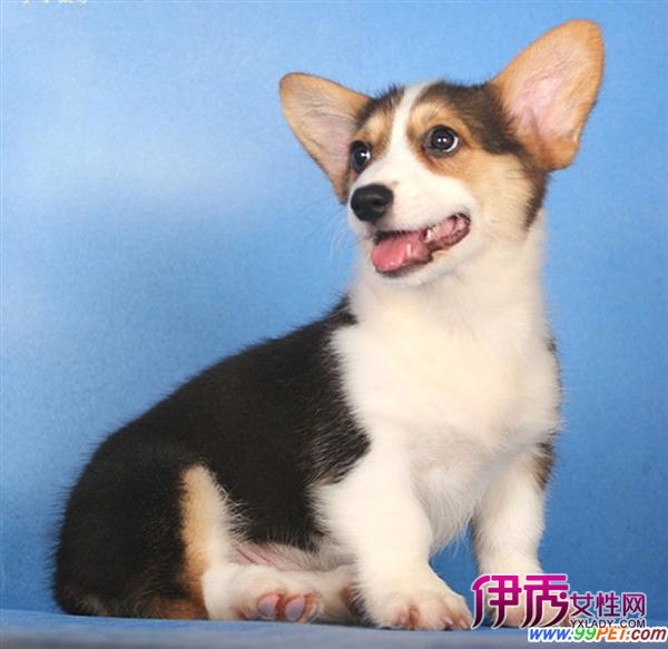 训养优秀赛级犬的要素(图)_宠物水族_宠物-伊