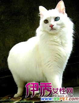 我国名猫--山东狮子猫的简介(图)_宠物水族_宠