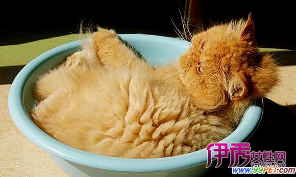 孕妇也可以养猫 只要够卫生没啥大不了(图)_宠