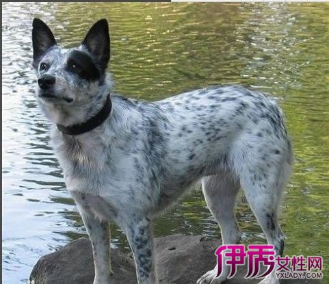 澳洲牧牛犬