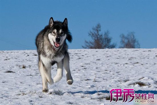 【组图】阿拉斯加雪橇犬价格智商 阿拉斯加雪