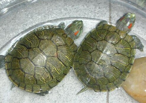 【图】乌龟怎么养 最正确的乌龟养法(2)_宠物水