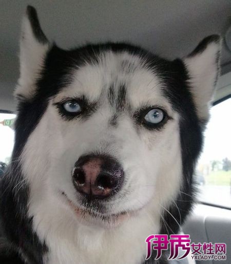 哈士奇搞笑图片展示