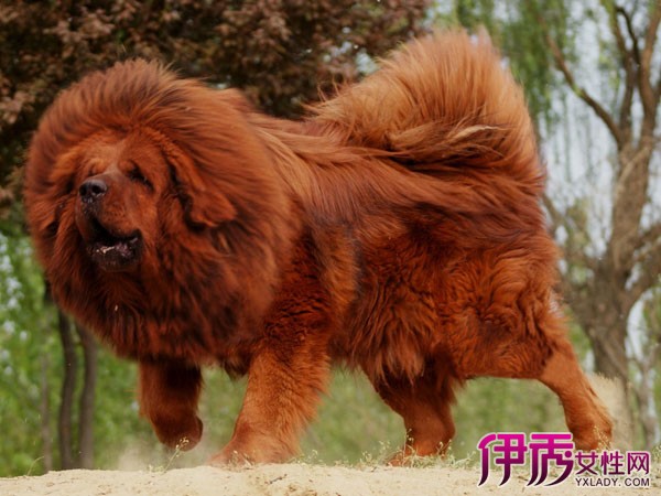 赤古藏獒_赤古藏獒王_淘宝助理