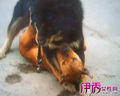 比特犬VS藏獒谁厉害