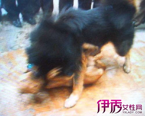 比特犬VS藏獒谁厉害