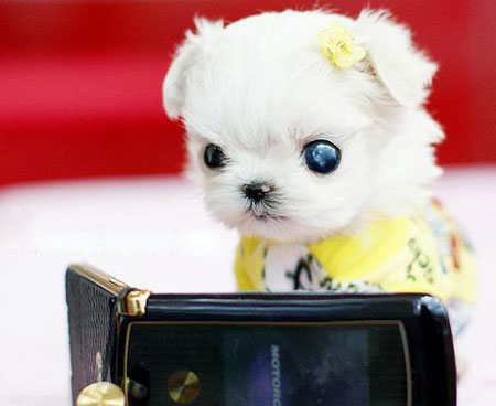 【图】茶杯犬萌态大赏 真的有这么小的狗?(2)_