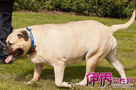 【狗狗减肥粮】【图】如何选择适合的狗狗减肥