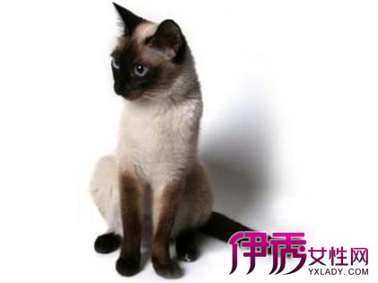 【暹罗猫为啥咬人呢】【图】暹罗猫为啥会咬人