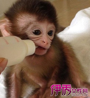 【日本宠物石猴】【图】日本宠物石猴介绍 不