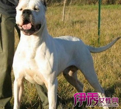 【杜高犬发源地】【图】杜高犬发源地是哪里 