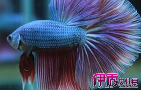 【龙系半月斗鱼图片】【图】龙系半月斗鱼图片